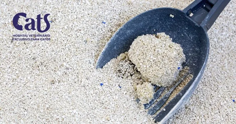 Meu gato está fazendo muito xixi: o que pode ser?