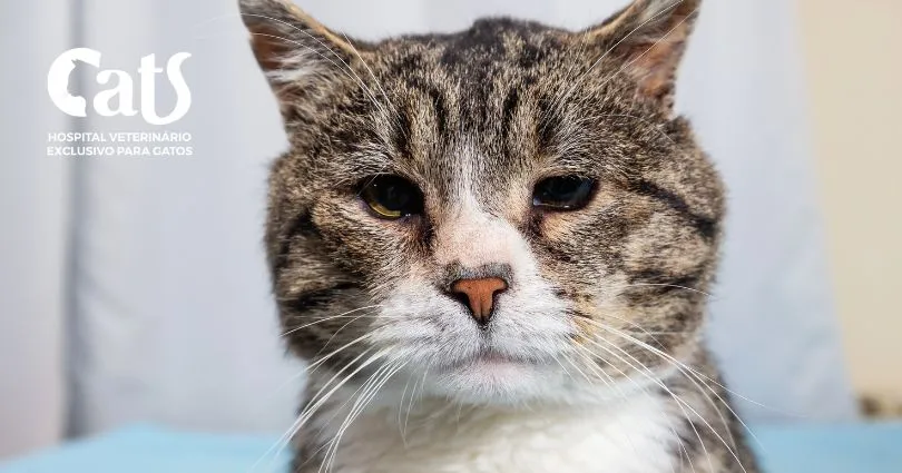 Como saber se meu gato está ficando velho?