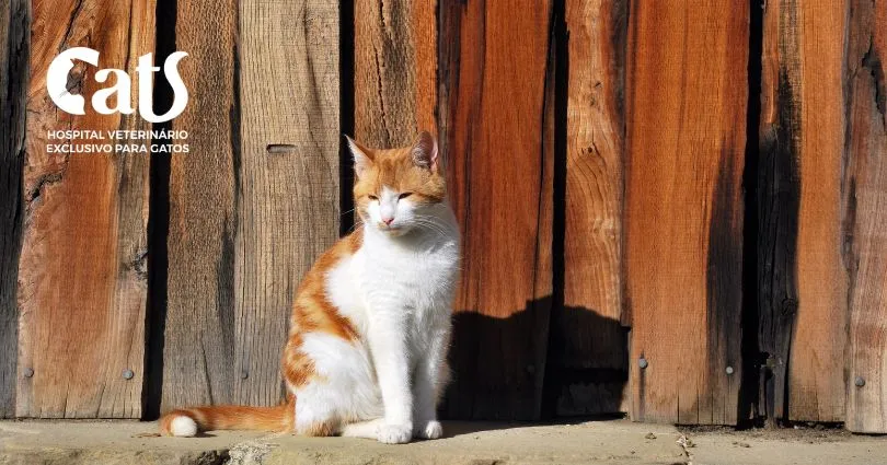 Como saber se meu gato está ficando velho?