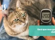 Será que meu gato tem diabetes? O que fazer se ele for diabético? - Hospital Veterinário Cats Londrina