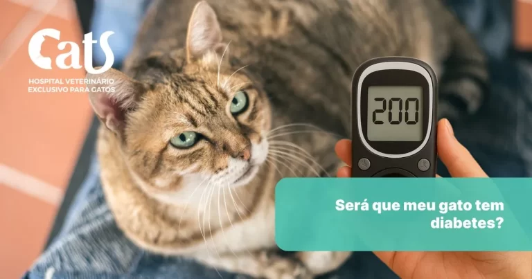 Será que meu gato tem diabetes? O que fazer se ele for diabético? - Hospital Veterinário Cats Londrina
