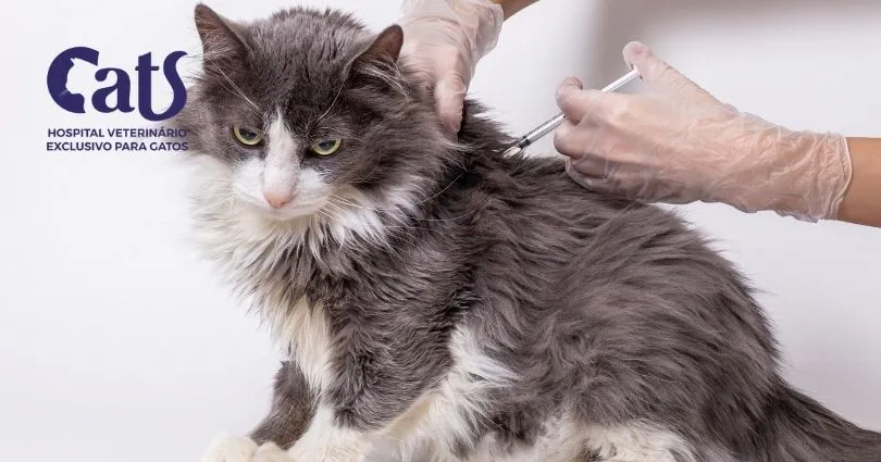 Será que meu gato tem diabetes? O que fazer se ele for diabético? - Hospital Veterinário Cats Londrina