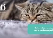 Gatos Idosos: Manejo da Dor e Cuidados Paliativos - Hospital Veterinário Cats Londrina