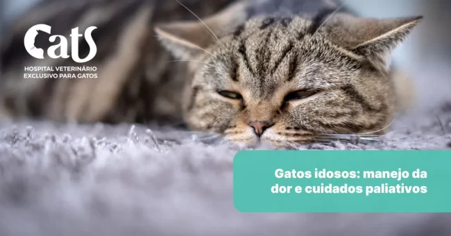 Gatos Idosos: Manejo da Dor e Cuidados Paliativos - Hospital Veterinário Cats Londrina