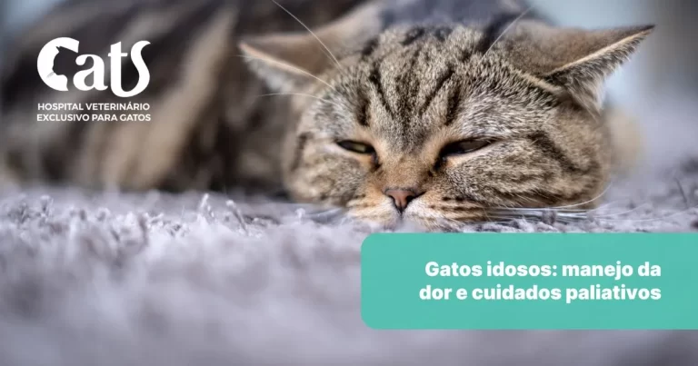 Gatos Idosos: Manejo da Dor e Cuidados Paliativos - Hospital Veterinário Cats Londrina