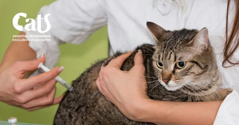Gatos Idosos: Manejo da Dor e Cuidados Paliativos