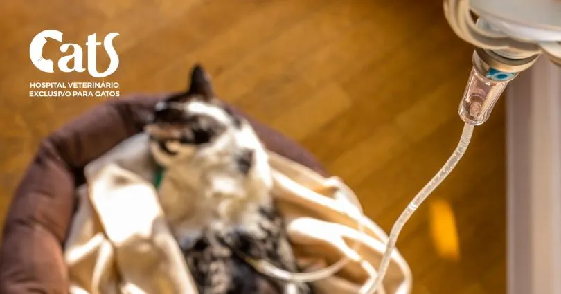 Gatos Idosos: Manejo da Dor e Cuidados Paliativos