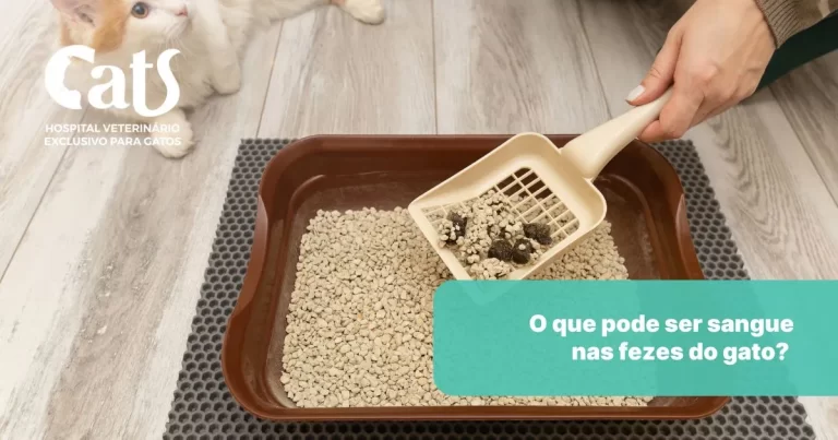 O que pode ser sangue nas fezes do gato? Possibilidades e quando se preocupar - Hospital Veterinário Cats Londrina