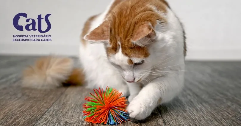 Gatos idosos ainda brincam? Veja quais brinquedos escolher. - Hospital Veterinário Cats Londrina