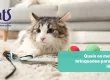 Quais os melhores brinquedos para gatos idosos? - Hospital Veterinário Cats Londrina