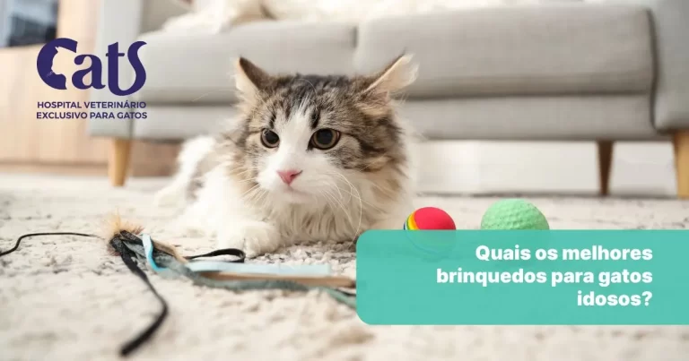 Quais os melhores brinquedos para gatos idosos? - Hospital Veterinário Cats Londrina