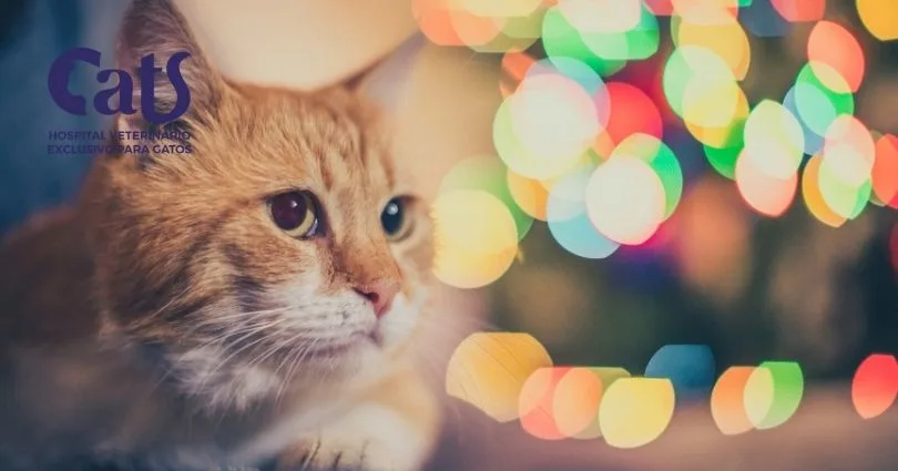 Decoração de Natal para quem tem gatos: como fazer um Natal seguro e sem acidentes - Hospital Veterinário Cats Londrina