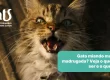 Gato miando muito de madrugada? Veja o que pode ser e o que fazer - Hospital Veterinário Cats Londrina