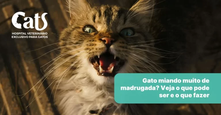 Gato miando muito de madrugada? Veja o que pode ser e o que fazer - Hospital Veterinário Cats Londrina