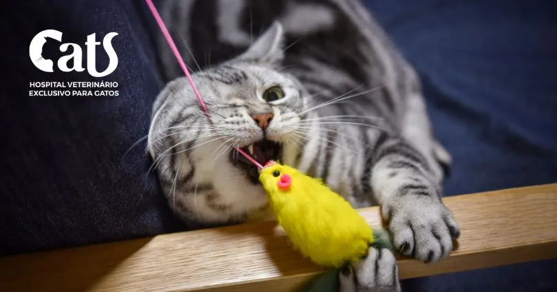 Gato miando muito de madrugada? Veja o que pode ser e o que fazer - Hospital Veterinário Cats Londrina
