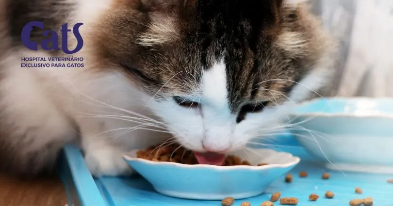 Gato miando muito de madrugada? Veja o que pode ser e o que fazer - Hospital Veterinário Cats Londrina