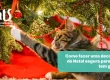 Decoração de Natal para quem tem gatos: como fazer um Natal seguro e sem acidentes - Hospital Veterinário Cats Londrina
