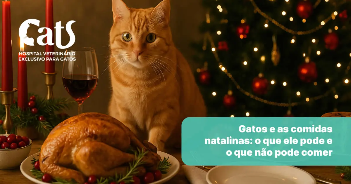 Gatos e as comidas natalinas: um guia cat friendly para manter seu gato seguro durante as festas - Hospital Veterinário Cats Londrina
