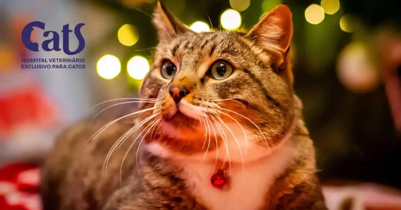 Gatos e as comidas natalinas: um guia cat friendly para manter seu gato seguro durante as festas - Hospital Veterinário Cats Londrina
