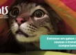 Estresse em gatos: sinais, causas e transtornos comportamentais - Hospital Veterinário Cats Londrina