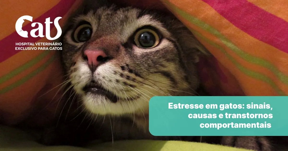 Estresse em gatos: sinais, causas e transtornos comportamentais - Hospital Veterinário Cats Londrina