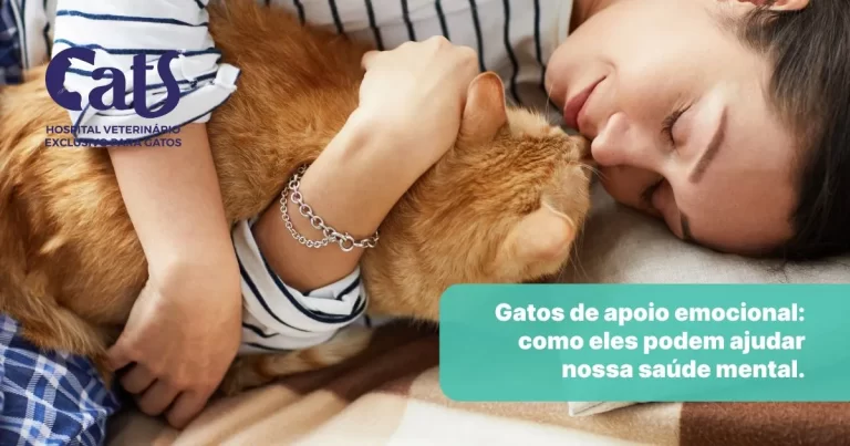 Gatos podem ajudar na saúde mental? Entenda como os felinos podem ser animais de apoio emocional (AAE) - Hospital Veterinário Cats Londrina