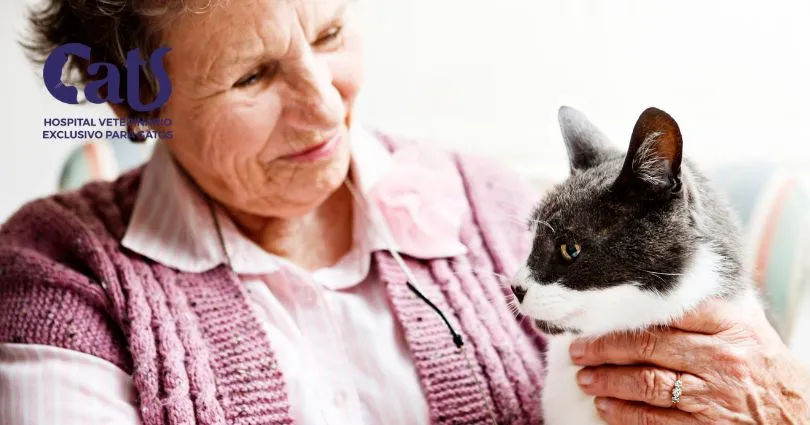 Gatos podem ajudar na saúde mental? Entenda como os felinos podem ser animais de apoio emocional (AAE)
