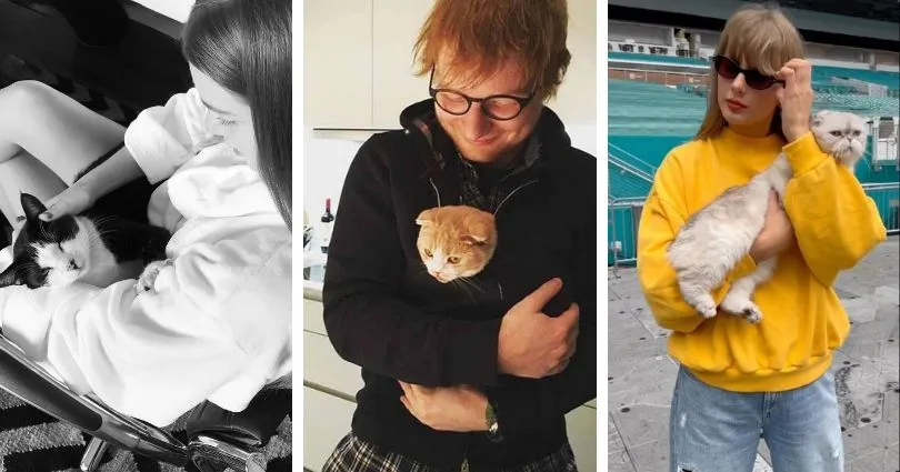 Alguns exemplos de famosos que afirmam que seus gatos são essenciais para a saúde mental: Mariana Ruy Barbosa, Ed Sherran e Taylor Swift (Fotos: reprodução instagram)