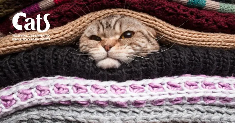 Estresse em gatos: sinais, causas e transtornos comportamentais - Imagem 01