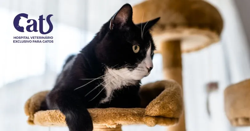 Estresse em gatos: sinais, causas e transtornos comportamentais - Imagem 02