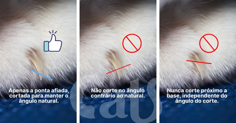 Como cortar unha de gato