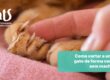 Como cortar a unha do gato sem machucar: passo a passo completo para tutores - Hospital Veterinário Cats Londrina