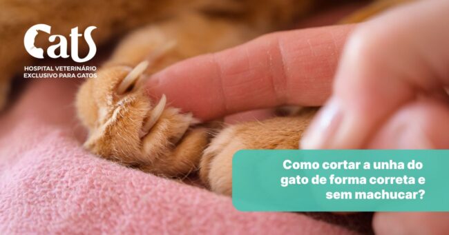 Como cortar a unha do gato sem machucar: passo a passo completo para tutores - Hospital Veterinário Cats Londrina