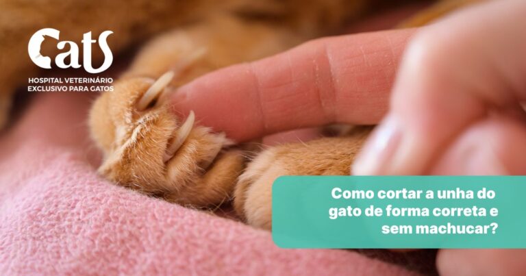 Como cortar a unha do gato sem machucar: passo a passo completo para tutores - Hospital Veterinário Cats Londrina