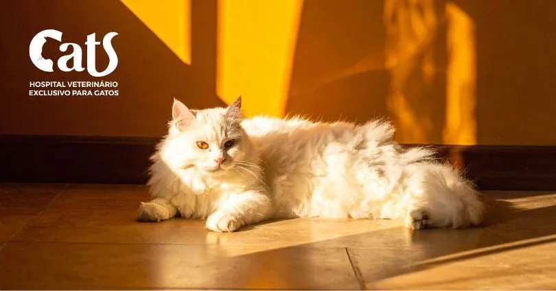 Queimaduras e câncer de pele em gatos brancos: entenda os riscos do sol - Hospital Veterinário Cats Londrina