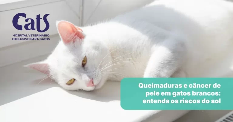 Queimaduras e câncer de pele em gatos brancos: entenda os riscos do sol - Hospital Veterinário Cats Londrina