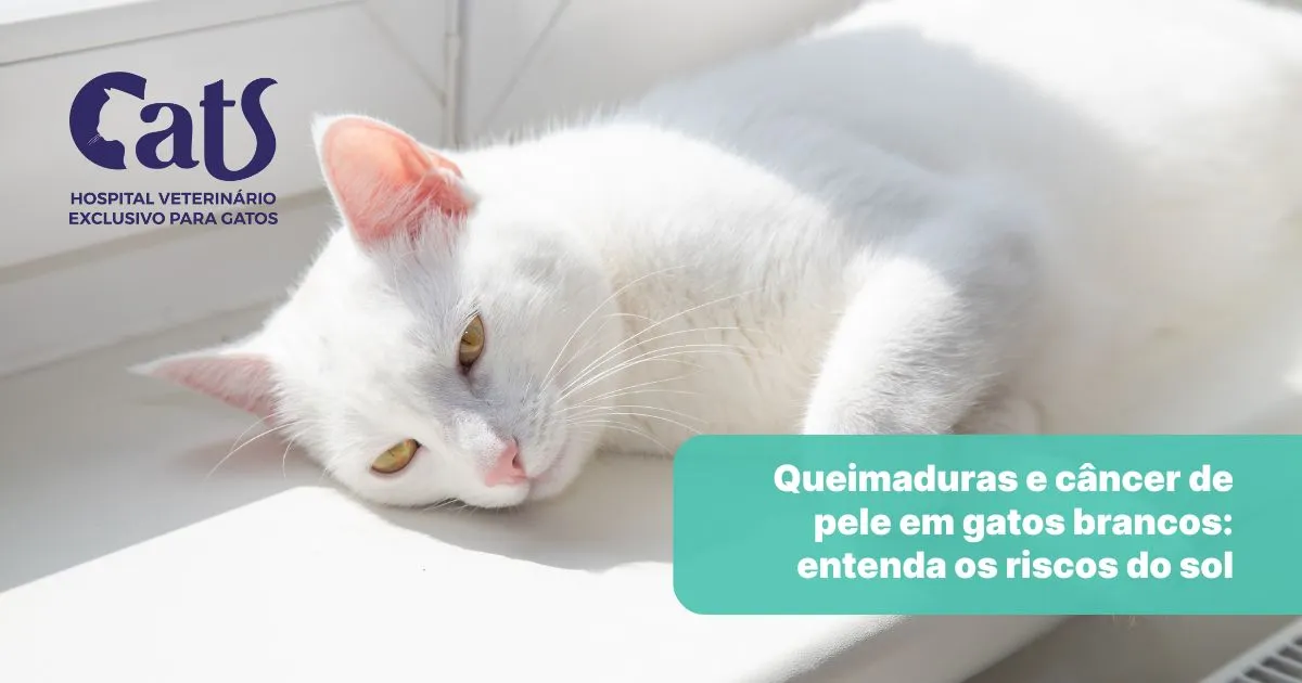 Queimaduras e câncer de pele em gatos brancos: entenda os riscos do sol - Hospital Veterinário Cats Londrina