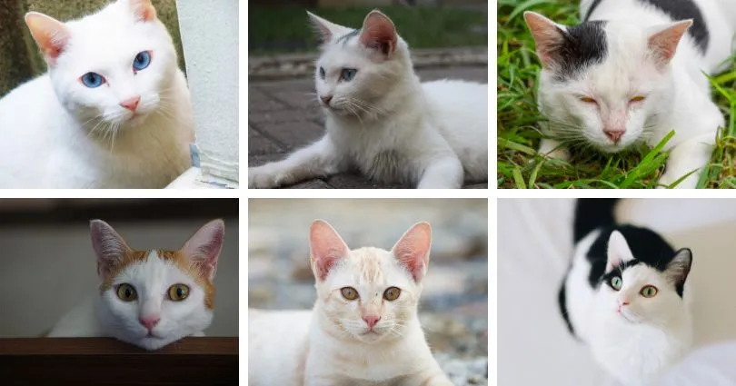 Tipos de pelagem de gatos brancos - Hospital Veterinário Cats Londrina