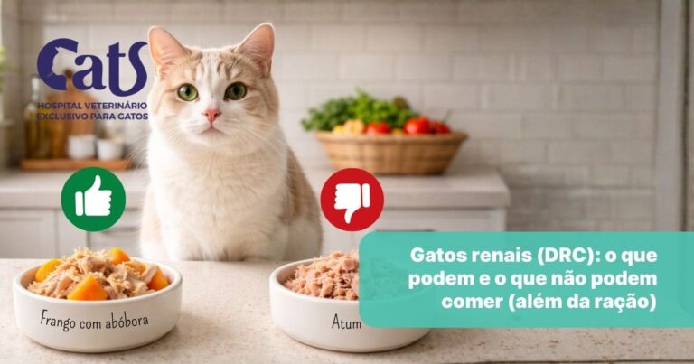 Gatos renais (DRC): o que podem e o que não podem comer - Hospital Veterinário Cats Londrina