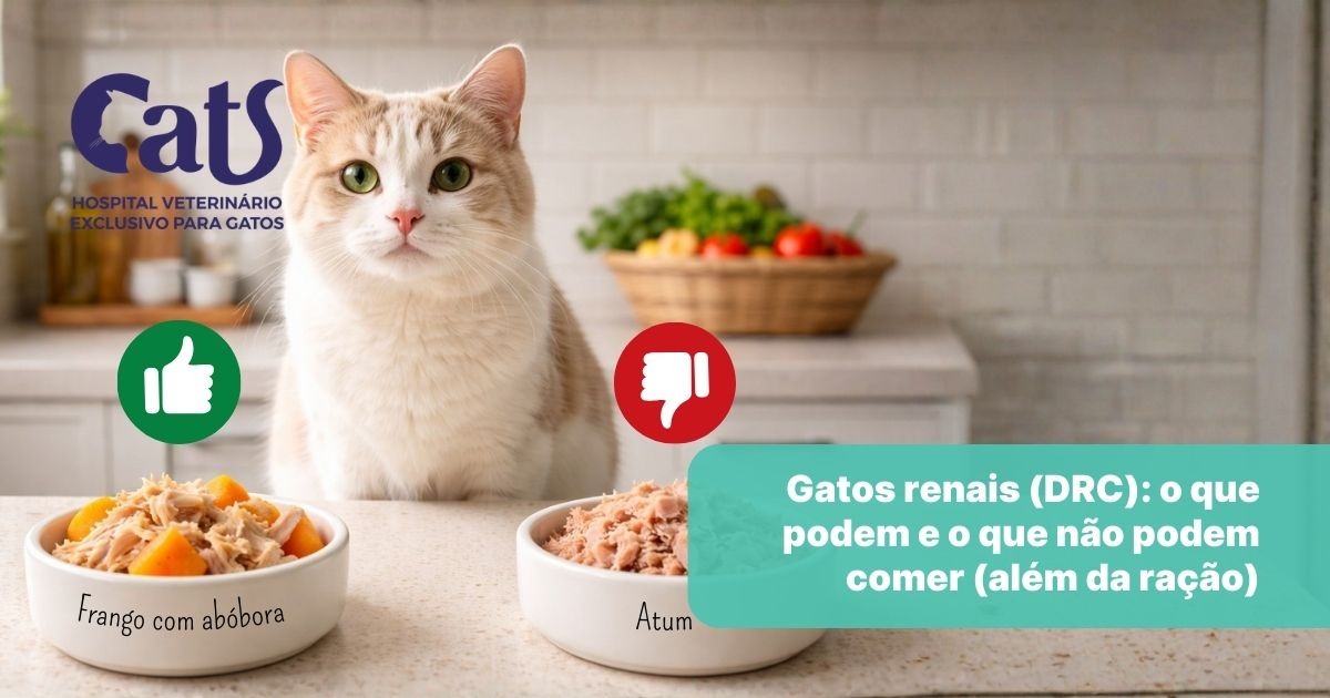 Gatos renais (DRC): o que podem e o que não podem comer – Hospital Veterinário Cats Londrina Gatos renais (DRC): o que podem e o que não podem comer - Hospital Veterinário Cats Londrina