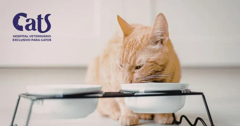 Gato com doença renal: o que ele pode ou não comer? - Hospital Veterinário Cats Londrina