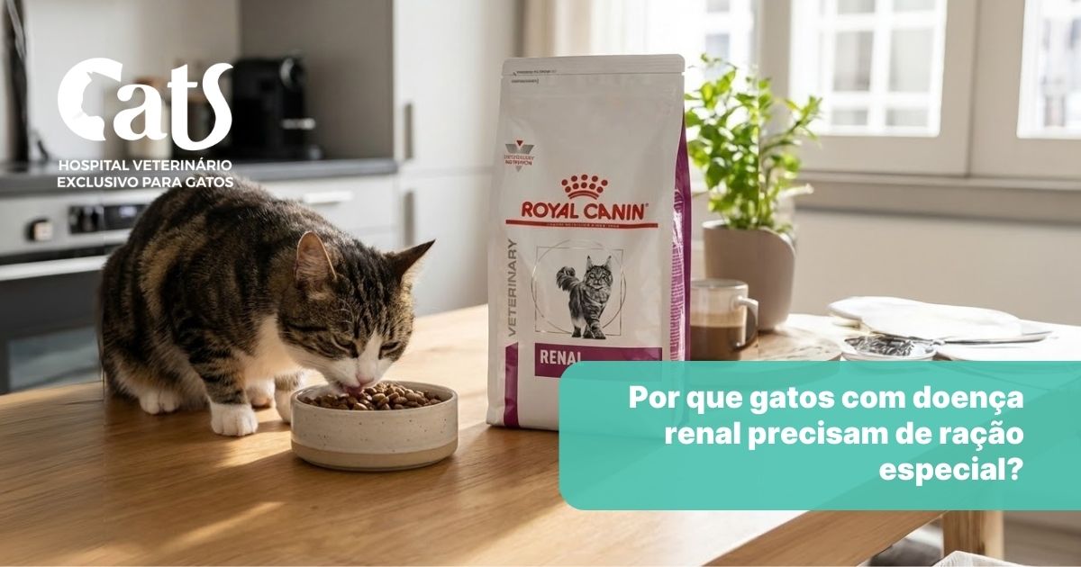Por que gatos com doença renal precisam de ração especial? - Hospital Veterinário Cats Londrina