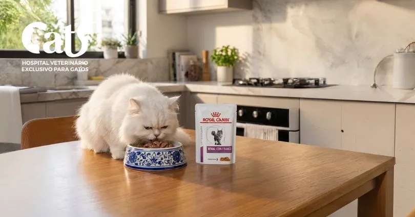 Ração úmida - Hospital Veterinário Cats Londrina