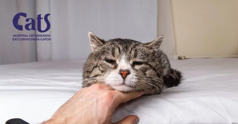 Gabapentina para Gatos: para que serve, quando usar e cuidados - Gabapentina em gatos com dor