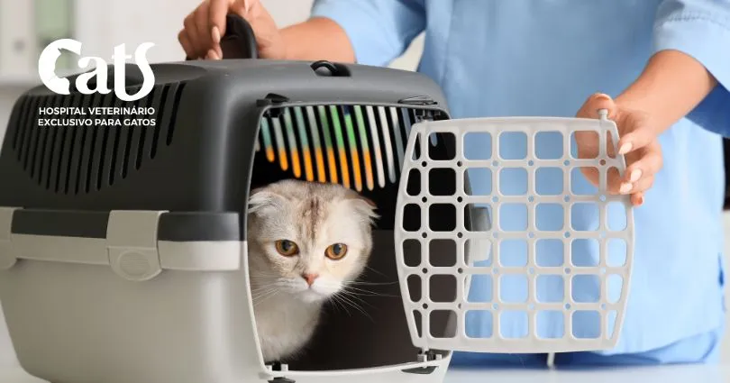Gabapentina para Gatos: para que serve, quando usar e cuidados - Transporte