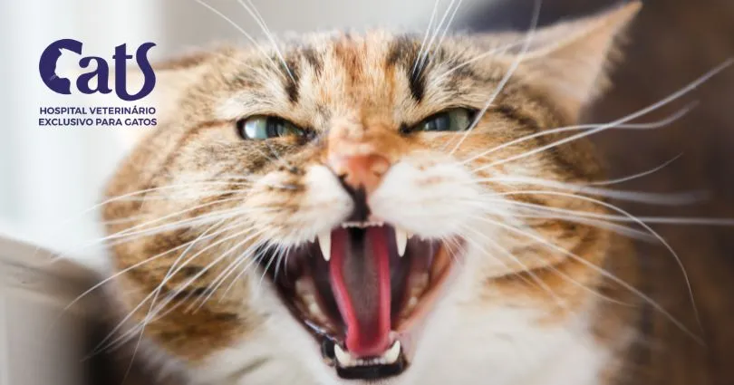 Gabapentina para Gatos: o que o TikTok não conta sobre o uso - Gato agressivo