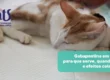 Gabapentina para Gatos: para que serve, quando usar e cuidados - Hospital Veterinário Cats Londrina