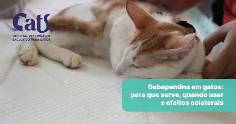 Gabapentina para Gatos: para que serve, quando usar e cuidados - Hospital Veterinário Cats Londrina