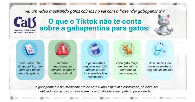 Gabapentina para Gatos: o que o TikTok não conta sobre o uso