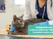 Gabapentina para Gatos: o que o TikTok não conta sobre o uso - Hospital Veterinário Cats Londrina